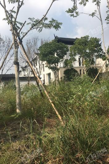 迪凯西湖国际茶博城实景图